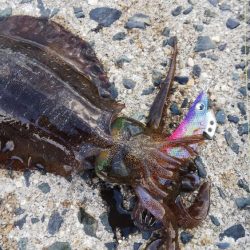 午後からエギング